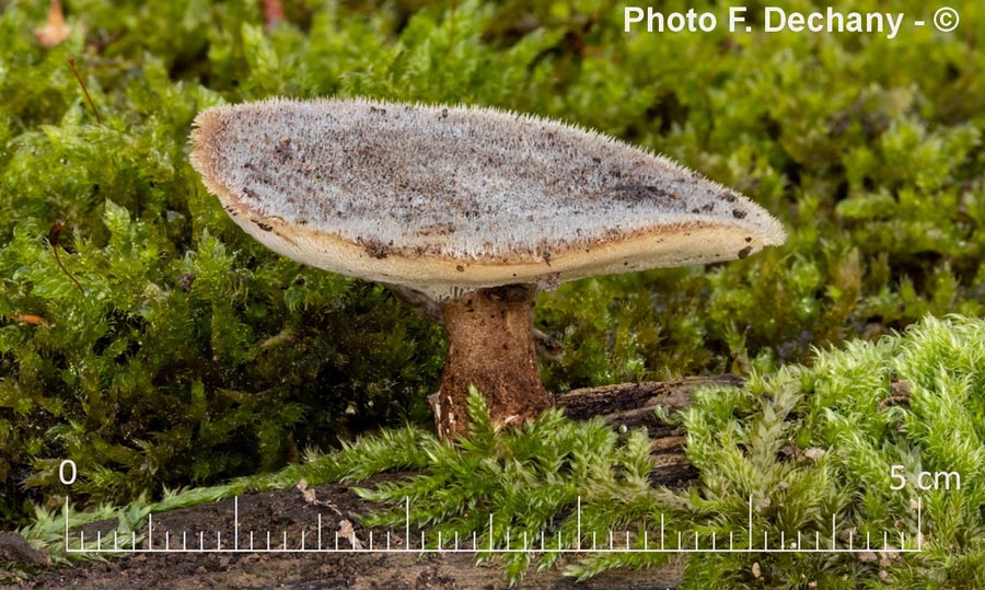 Polyporus brumalis